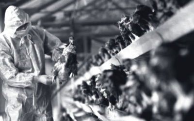 kus gribi fasulyeden Fasulyeden