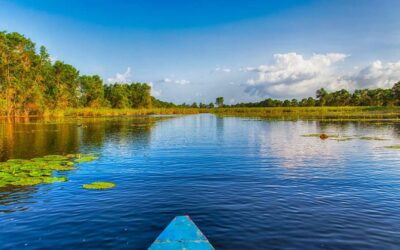 Think Surinam Matapica 487091962 atosan copy e1714955776594 Fasulyeden