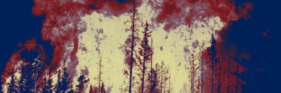 Fire Forest Fasulyeden
