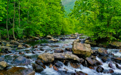 su akar yolunu bulur Fasulyeden