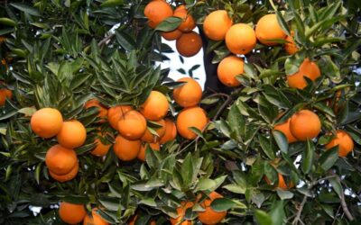 narenciye hasadi devam ediyor 2 Fasulyeden