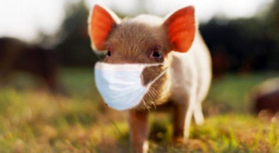 swine flu pig HMV Fasulyeden