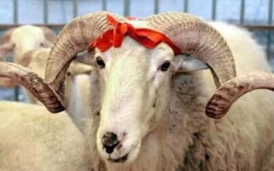 1200x627 kurban eti nasil pay edilir kurban eti nasil dagitilir kurban eti nasil saklanir 1657267394497 Fasulyeden