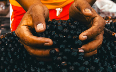 asai mavai Fasulyeden