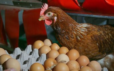 tavuk yumurta Fasulyeden