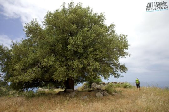 Likya Yolu 020 Fasulyeden